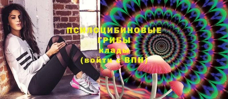 Псилоцибиновые грибы Cubensis  цены   Крымск 